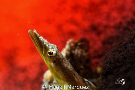 🔥🔥On fire🔥
Yellowface Pike Blenny
Nikon D7200 
Sea&... by Magali Marquez 