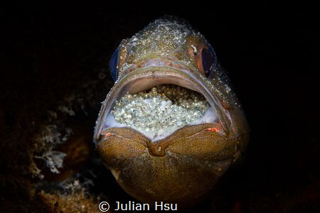 Mouthbrooding Cardinalfish by Julian Hsu 