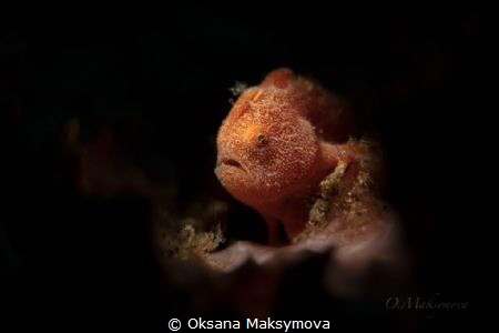 Tiny frogfish  (Antennarius pictus) by Oksana Maksymova 
