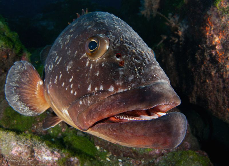 grouper by Pieter Firlefyn 