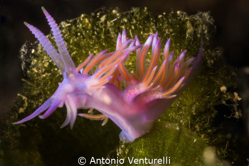 Colorful nudibranch Flabellina
(Canon macro 60mm, 1/200,... by Antonio Venturelli 