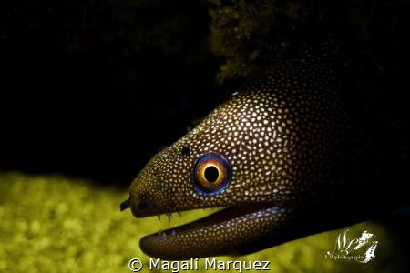 Golden morey eel with Retra snoot 
Z330 with color
Niko... by Magali Marquez 