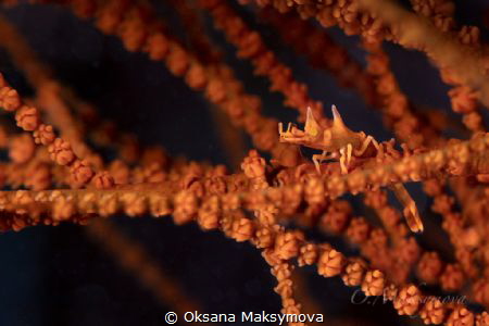 Dragon shrimp (Miropandalus hardingi)
 by Oksana Maksymova 