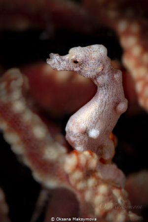 Denise's pygmy seahorse (Hippocampus denise) by Oksana Maksymova 