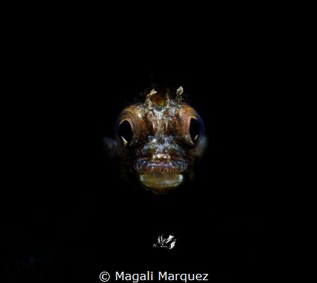 Portrait Roughhead blenny  with Retra snoot 


Sea&Sea... by Magali Marquez 