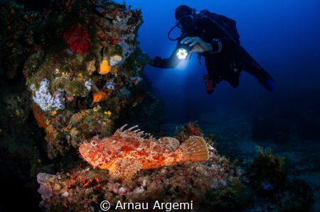 Spotting the red scorpionfish

Diver finds a red scorpi... by Arnau Argemi 