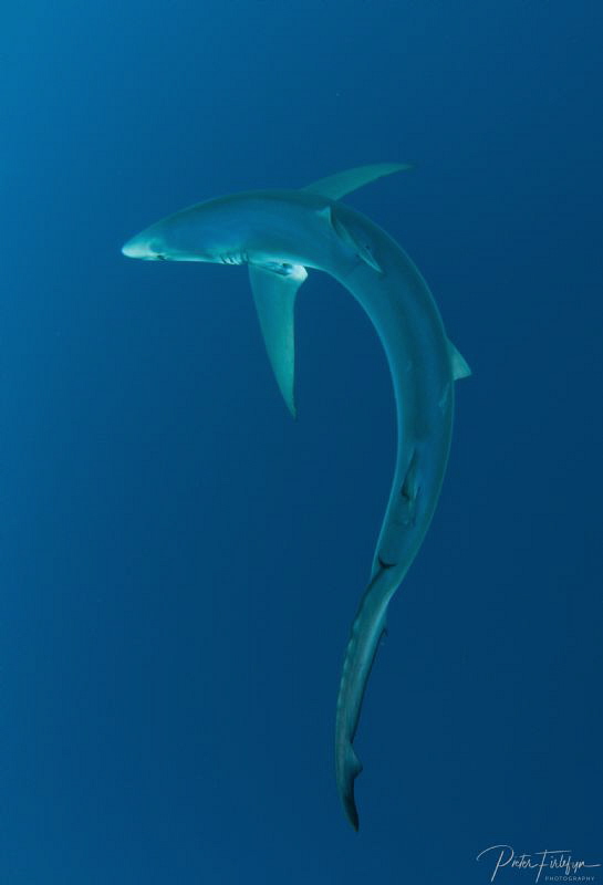 Silhouet of a blue shark by Pieter Firlefyn 