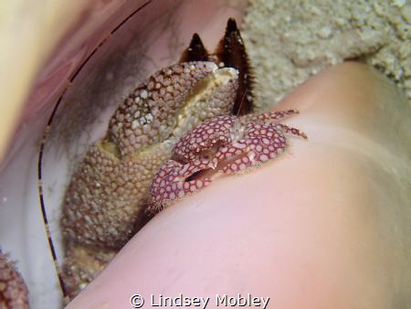 Crab sitting in a hermit crab shell by Lindsey Mobley 