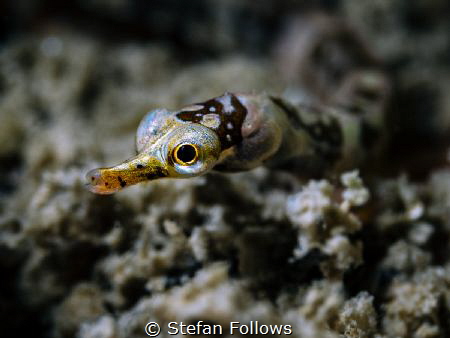 Dinkiest

Banded pipefish - Corythoichthys amplexus

... by Stefan Follows 