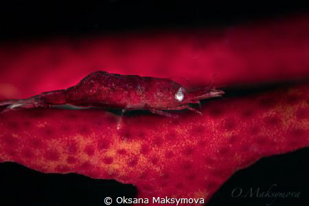 Gorgonian Shrimp (Hamodactylus cf. Noumeae) by Oksana Maksymova 