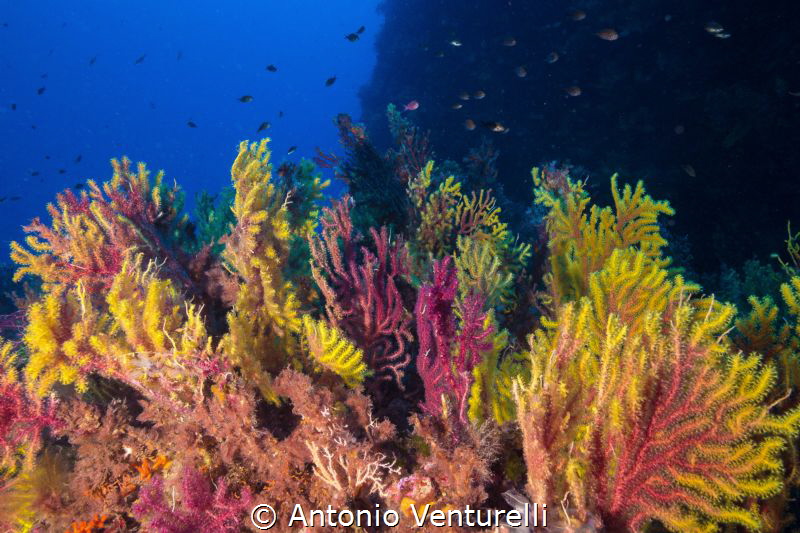 Gorgonian soft coral shotted in Scilla-Calabria-Italy
(C... by Antonio Venturelli 