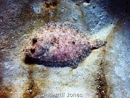When I saw this flatfish in the sand, it looked like a li... by Shane Jones 
