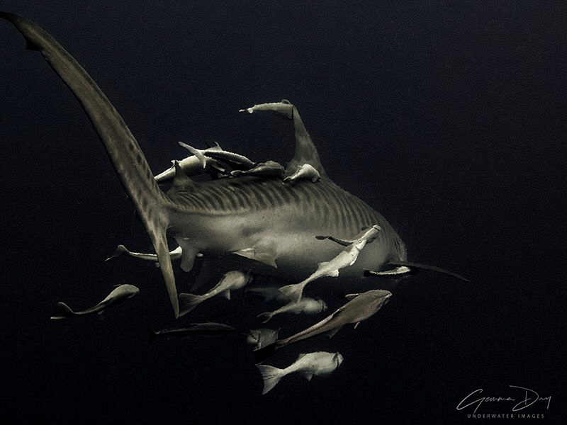 Tiger Shark with remora buddies. by Gemma Dry 