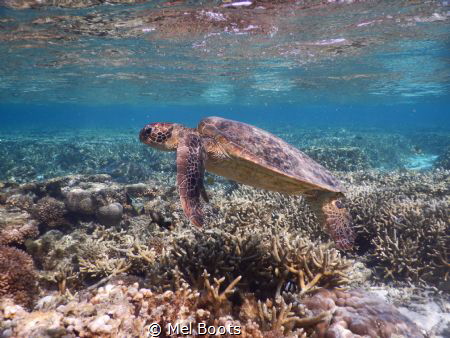 Beautiful sub-adult Green Sea Turtle cruising the lagoon ... by Mel Boots 