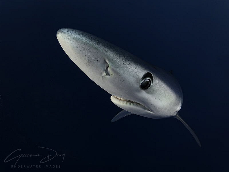 Blue Shark off Cape Point, South Africa by Gemma Dry 