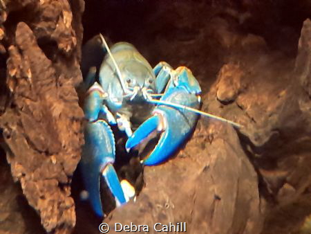 Yabby Taken at the Sydney Zoo by Debra Cahill 