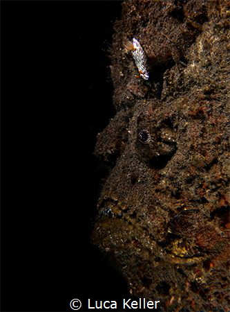 A Stonefish with a Nudibranch marching over its forehead
 by Luca Keller 