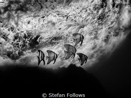 Wonderwall
Longfin Batfish - Platax teira (juvenile)
Sa... by Stefan Follows 