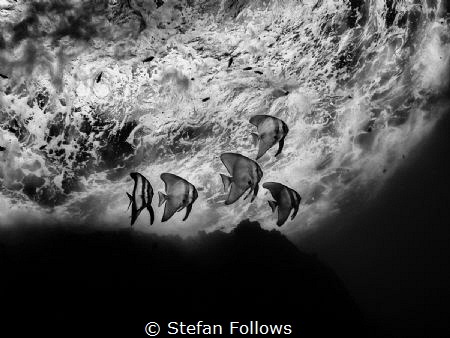 Wonderwall
Longfin Batfish - Platax teira (juvenile)
Sa... by Stefan Follows 