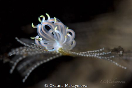 Nudibranch Tenellia sp. by Oksana Maksymova 