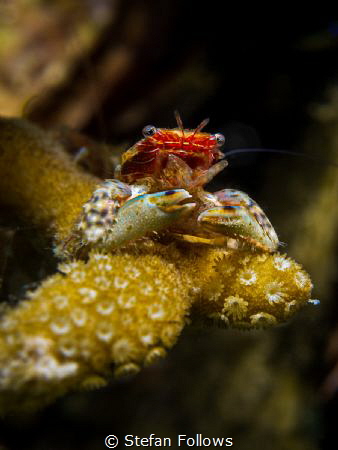 Salvage
Porcelain Crab - Porcellanidae sp.
Mae Haad, Th... by Stefan Follows 