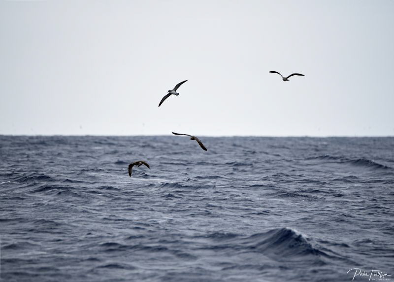 Seabirds by Pieter Firlefyn 