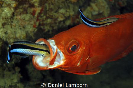 Tofo, Mozambique - slowly approaching these two Cleaner W... by Daniel Lamborn 