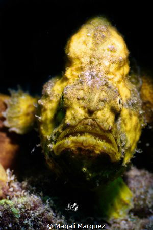Yellow Longlure frogfish 
Sea&Sea YS-D2, Z330 
Retra sn... by Magali Marquez 