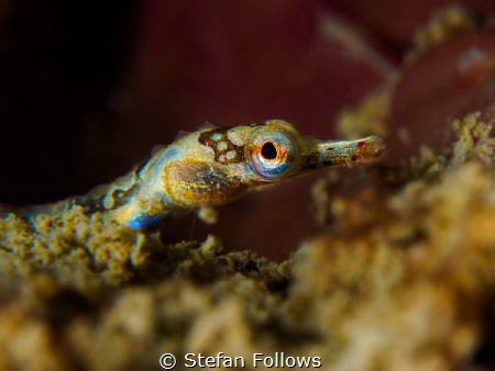 Wiggle Wiggle

Banded pipefish - Corythoichthys amplexu... by Stefan Follows 