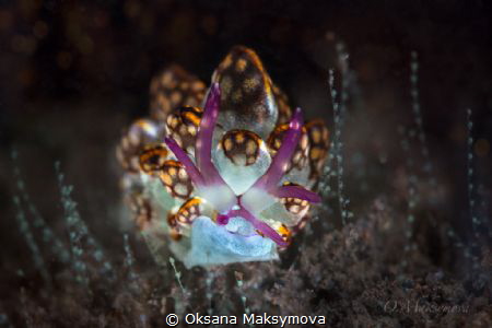 Kikutaro’s Butterfly Slug (Cyerce kikutarobabai) by Oksana Maksymova 
