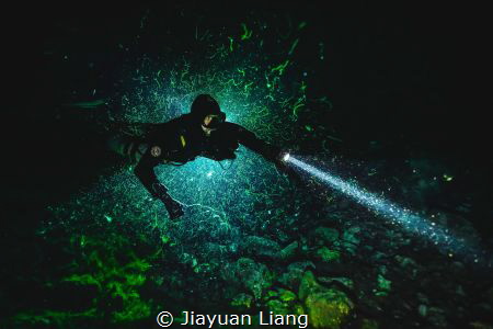 Night diving at Ewens Ponds by Jiayuan Liang 