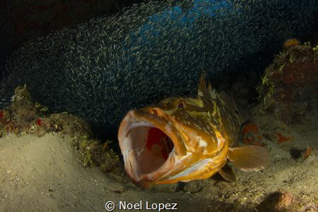 Nassau Grouper Yowning.Canon 60D.Tokina 10-17mm at 10mm.S... by Noel Lopez 