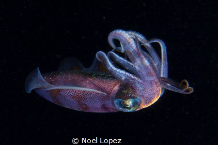 squid,sony A6300.16-50mm Sony Lens at 16mm,two sea & sea ... by Noel Lopez 