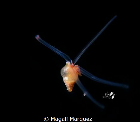 Pelagic snail 
Bonfire Aguadilla Puerto Rico by Magali Marquez 