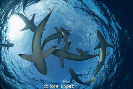 school of silky sharks, gardens of the queen, cuba , niko... by Noel Lopez 