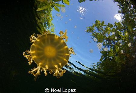 cassiopeia jelly fish in a mangrove chanel,Nikon D800D,to... by Noel Lopez 