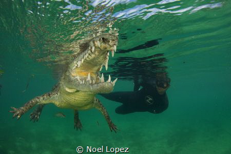 american cocodrilo in a mangrove chanel, nikon D800E, tok... by Noel Lopez 