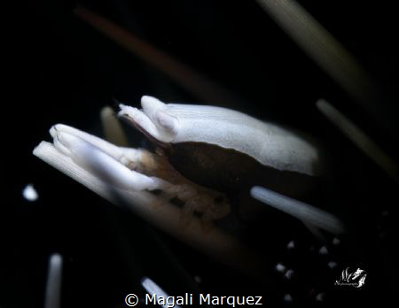 Gnathophylloides mineri  
Squat Urchin Shrimp
Retra sno... by Magali Marquez 