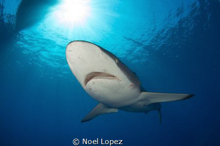 silky shark, gardens of the queen, cuba.nikon D800E, toki... by Noel Lopez 