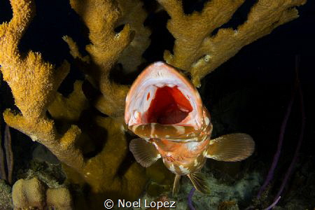Nassau Grouper Yowning, canon 60D, tokina lens 10-17mm at... by Noel Lopez 