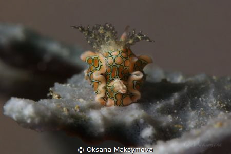 Psychedelic batwing slug (Sagaminopteron psychedelicum)
 by Oksana Maksymova 