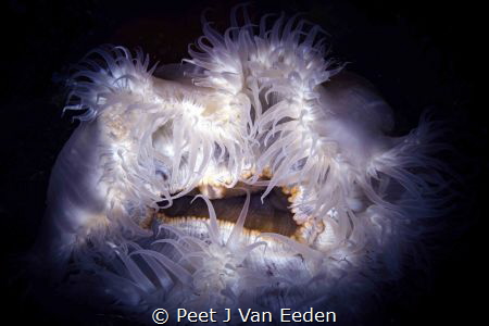 The Gate keepers. Sandy anemones occur also in gullies an... by Peet J Van Eeden 