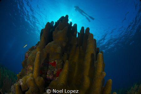 3 meter high pilar coral, Gardens of the queen, cuba, nik... by Noel Lopez 