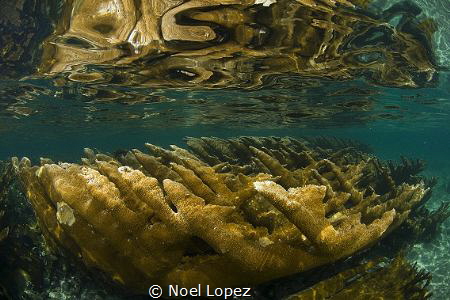elkor coral,cuba , queen gardens, nikon 800E, tokina lens... by Noel Lopez 
