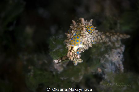 Sea Slug  Oxynoe kylei by Oksana Maksymova 