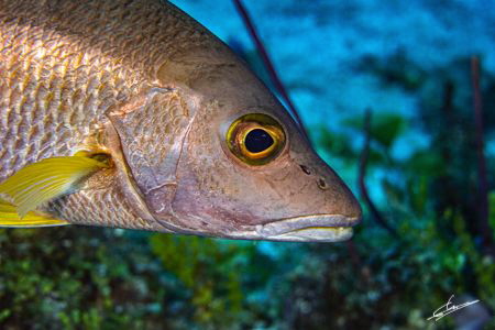 Close-up portrait of one Schoolmaster fish (Lutjanus apod... by Pablo Gutierrez 