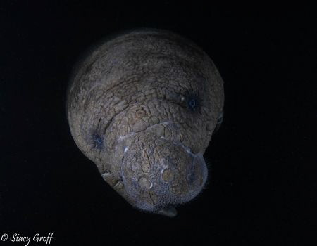 Manatee at dawn on a cold January morning in the Florida ... by Stacy Groff 