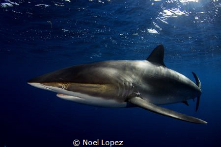 silky shark,gardens of the queen, cuba. by Noel Lopez 