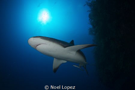 caribean reef shark,Nikon D800E,tokina lens 10-17mm at 15... by Noel Lopez 