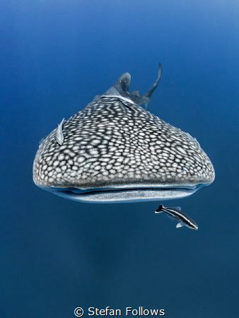 Touch the Sky
Whale Shark - Rhincodon typus
Sail Rock, ... by Stefan Follows 